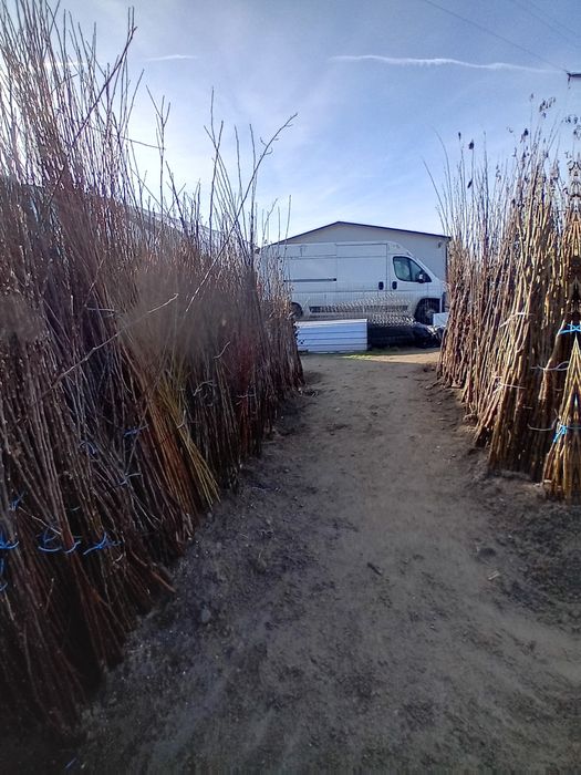 Producator vand pomi fructiferi