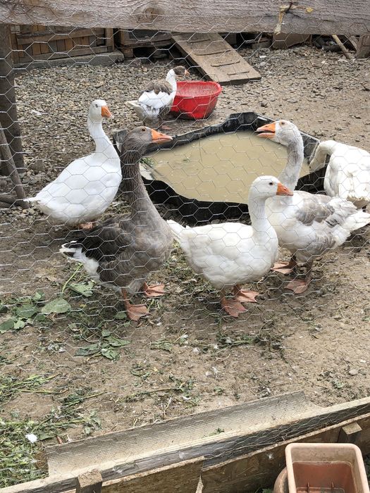 Vand gaste de anul trecut 5 gascani si 2 gascute