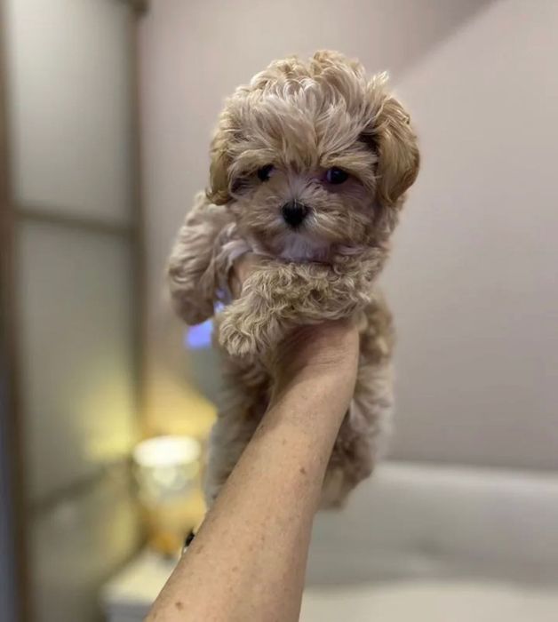 Собачка мальтипу ф1