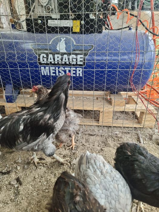 Araucana 2+1 potarnichiu si barat