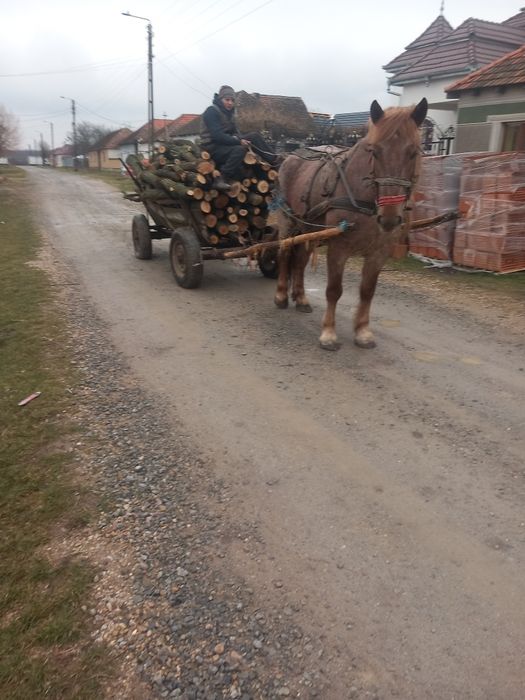 Iapa de vnzare 7 ani
