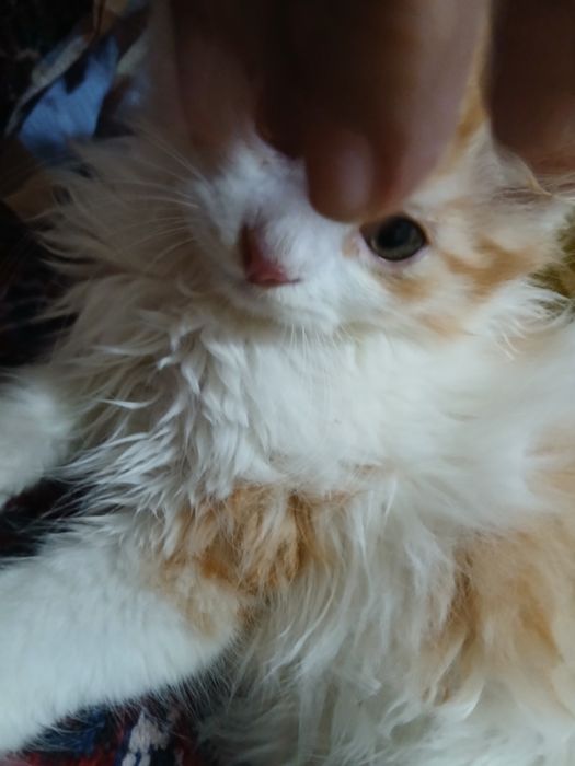 Mushuk bolasi 3 oylik