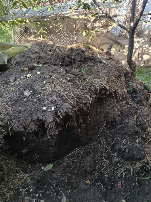 Vând gainat de gaina