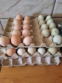 Ouă depozitate pentru incubator australorp sau araucana și ameraucana