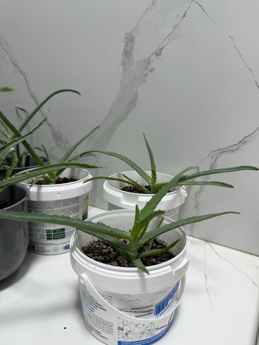 Продается лечебная алоэ