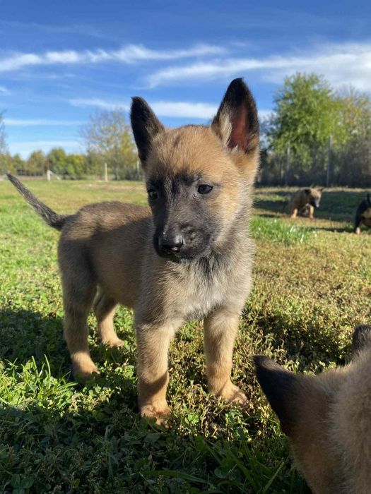 Белгийски овчарки - Малиноа