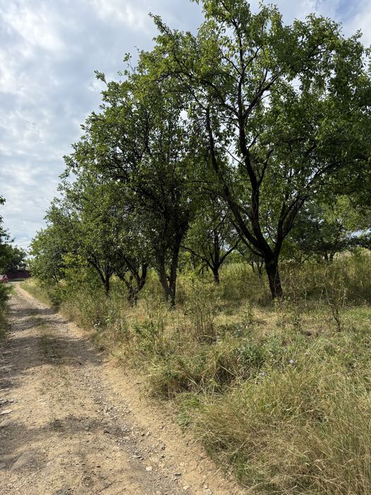 Teren intravilan Goruni 3000 MP toate utilitatile