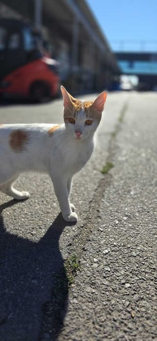 Adoptie donez Motan portocaliu cu alb 7-8 luni