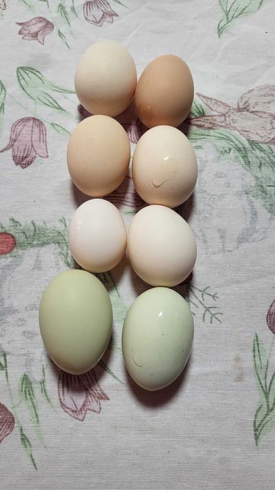 Ouă pentru consum