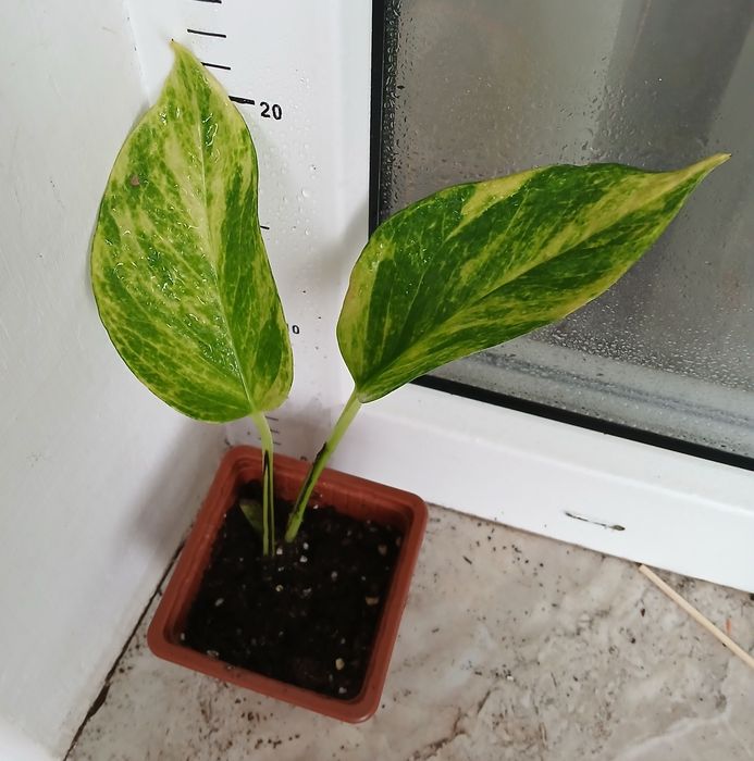 Сингониуми,Дяволски бръшлян, епипремнуми, монстера, пиперомия, мушкато