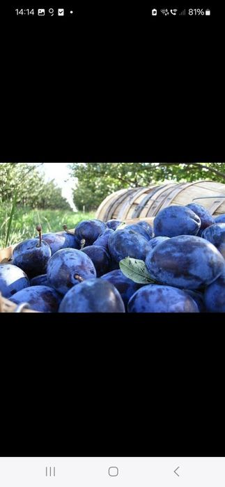 Vindem prune în cantități mari și mici cu transport inclus la domicili