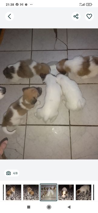 Donez. Pui de cîine