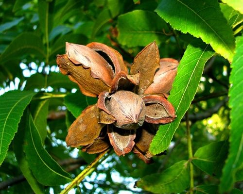 Nuc Pecan (Soiul Texas )