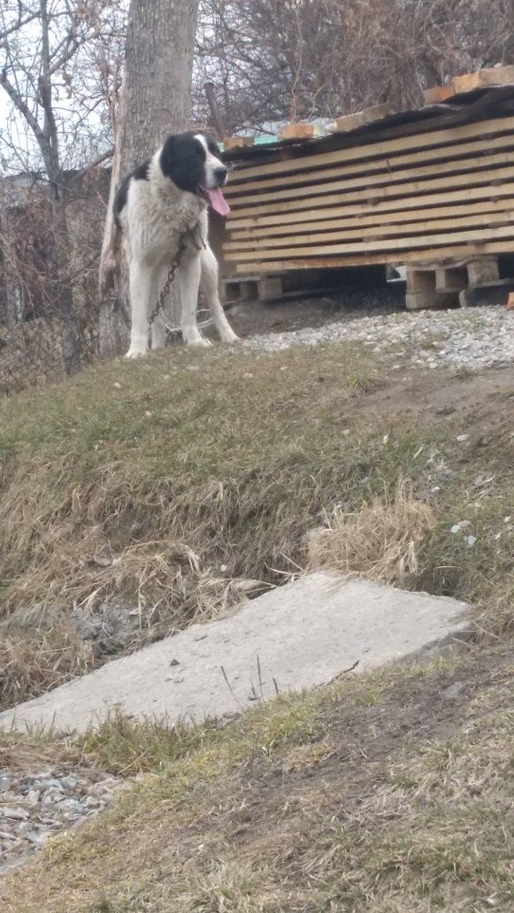 Обмен на барана или прадам