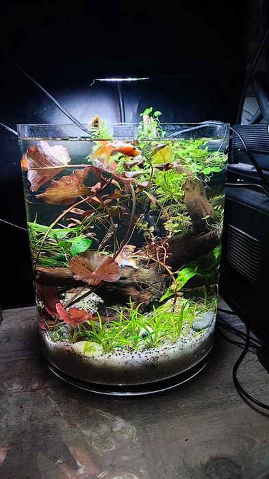 Эксклюзивный аквариум "Живая ваза" + рыбки в подарок!