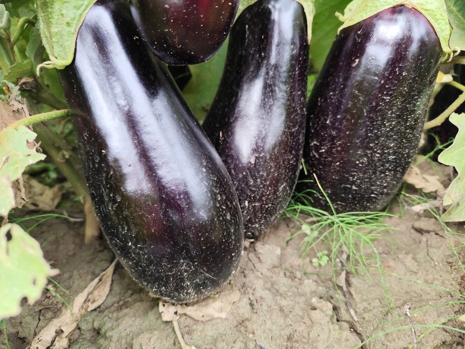 Vinete de vanzare
