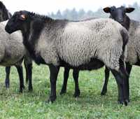 Романовски овце- миналогодишни агнета