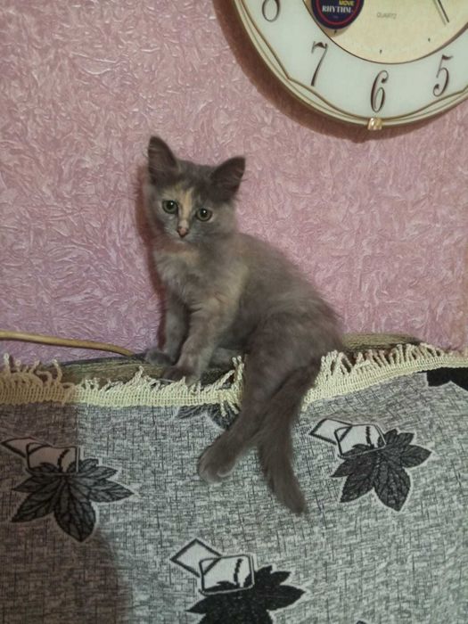 Милый котёнок в добрые руки