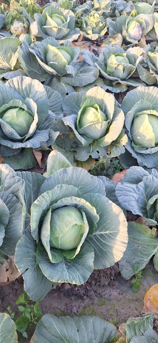 Varza escazu,coronet,lagrima și kilaherb