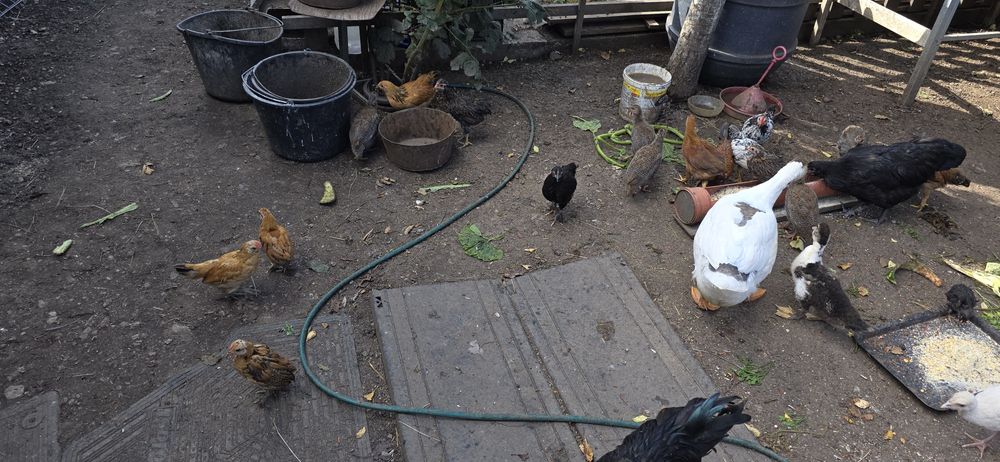 Vand boboc mare gasca rata muta pui liliputi gainusa pinta asturiana