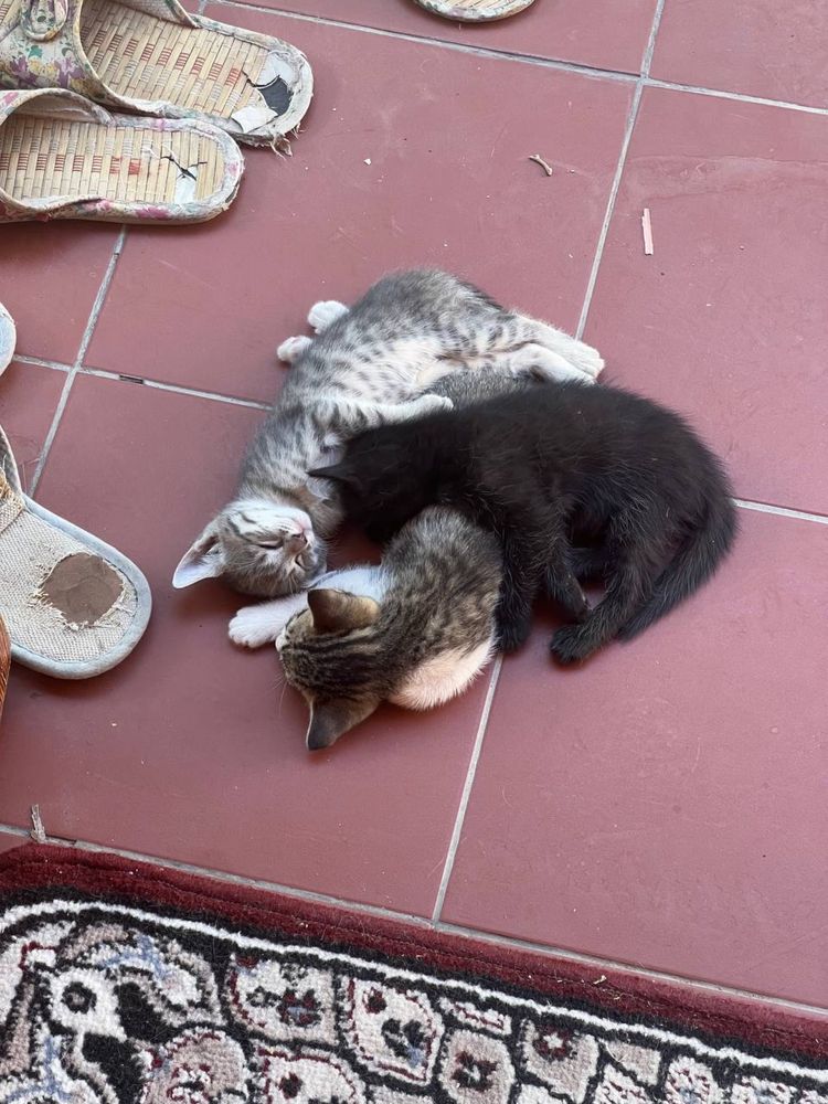 Котики и мать даром 3 серых и одна мать