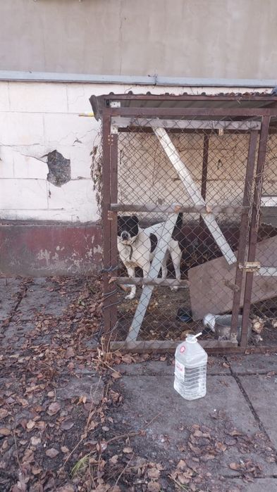 Животный мир собака