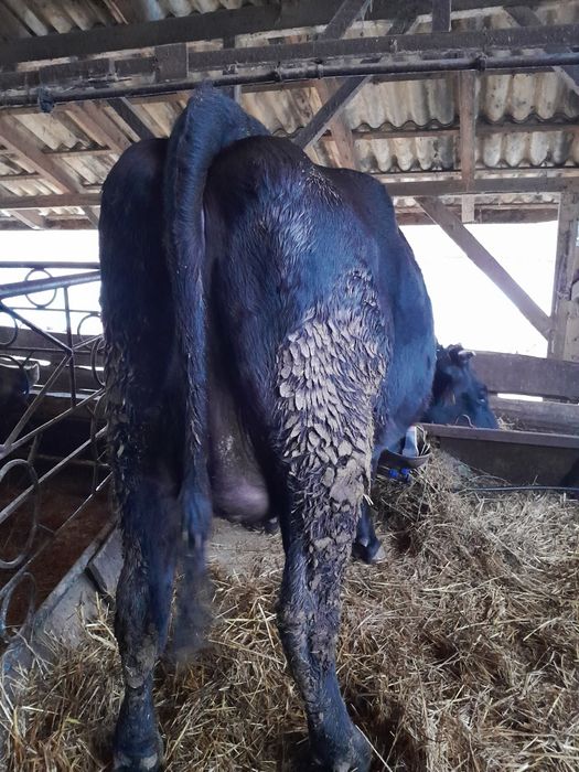 Junică Bălțată de vânzare