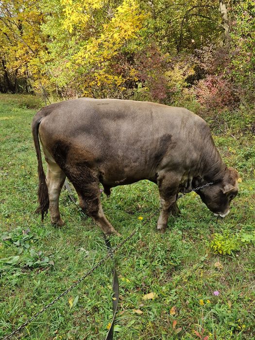 Taur de vanzare.