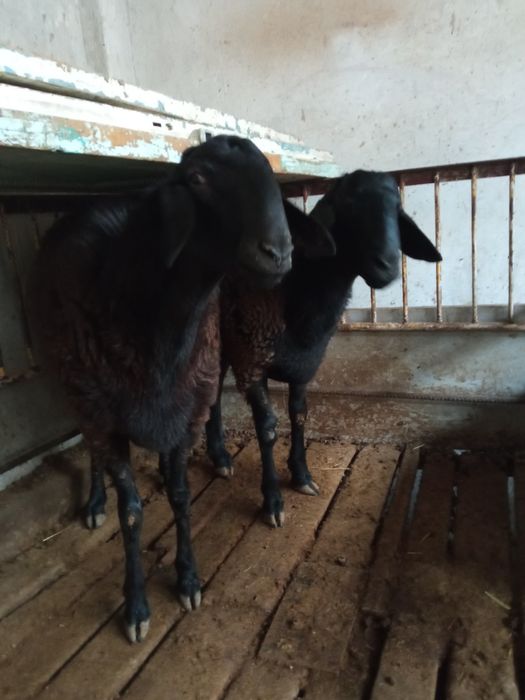 Sõyishga ikkita qõy sotiladi