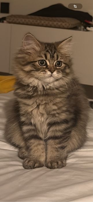 Pisica british longhair tabby