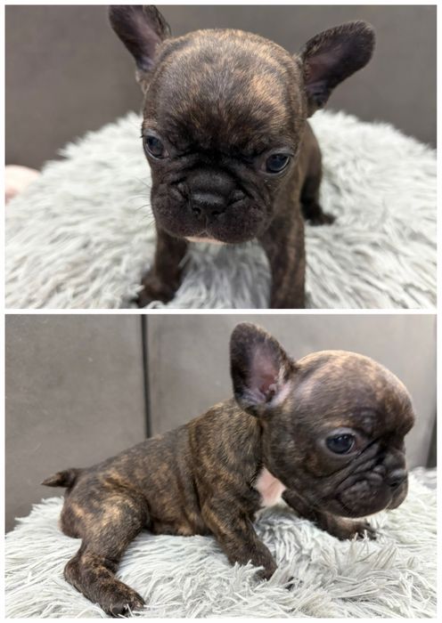 Френски булдог/малки кученца