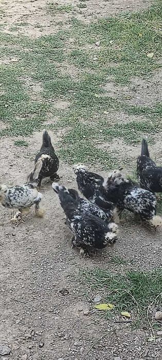 Yapon tovuqlar sotiladi