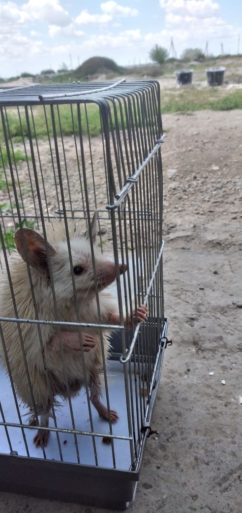 Yojik gorni pirivaznoy toģniki