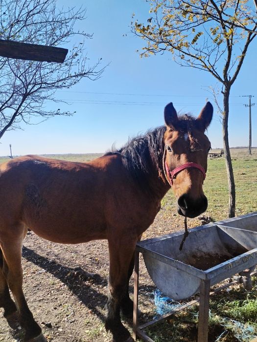 Vând mânz de 2 ani