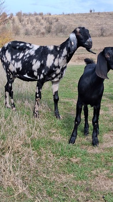 Vând capra ANGLO Nubian cu Pedigree Cehia