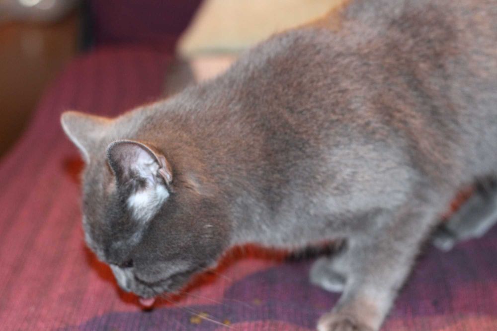 Късокосместа Британка