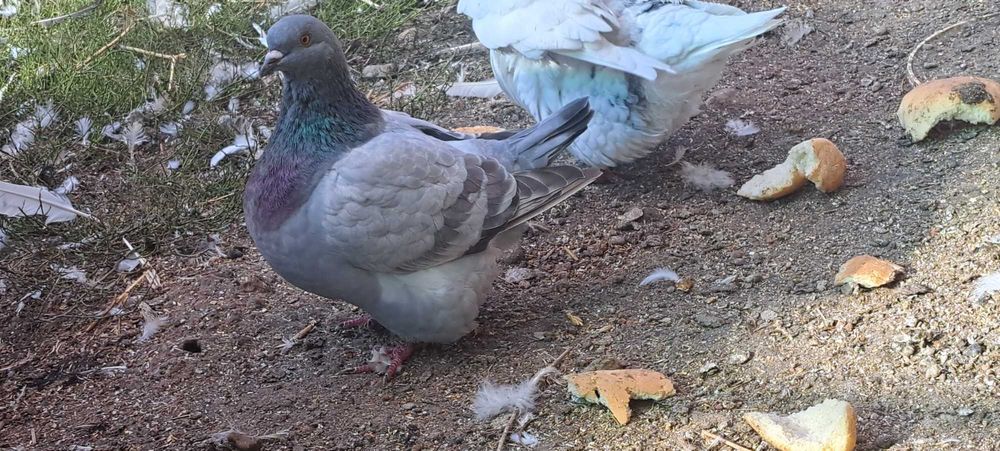 Porumbei texan maturi/pui