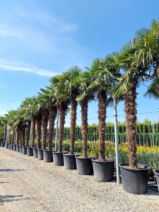 Palmier 3m - 5m rezistent la îngheț, pentru exterior,  plante exotice.