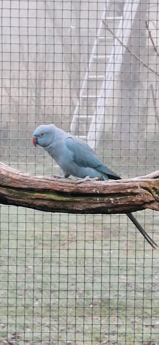 Vând Micul - Marele Alexandru