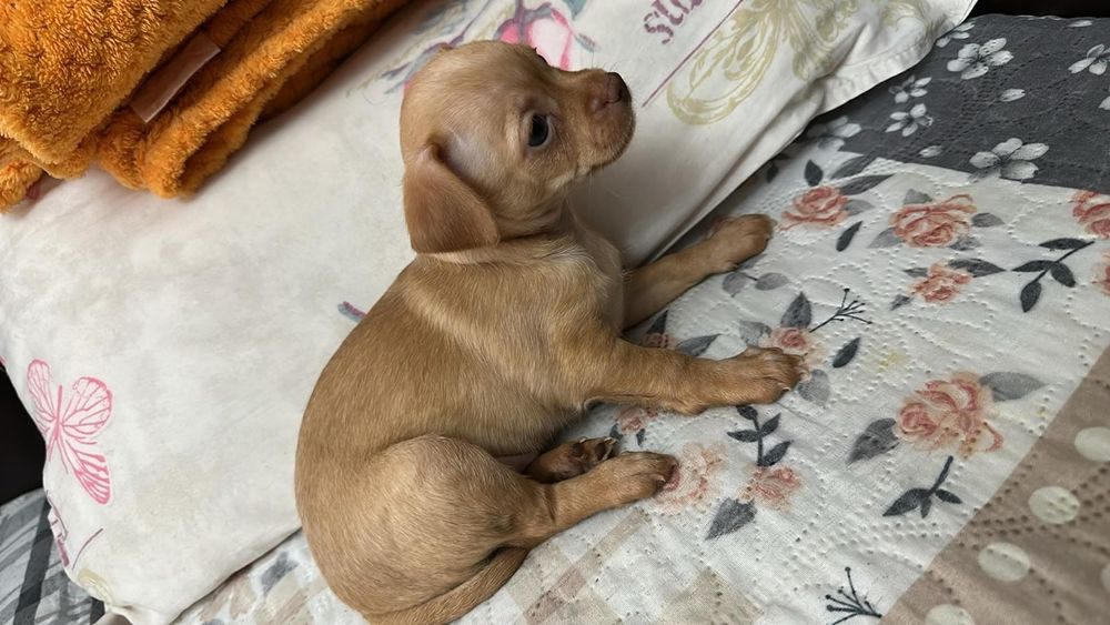 Продавам сърнисти пинчери