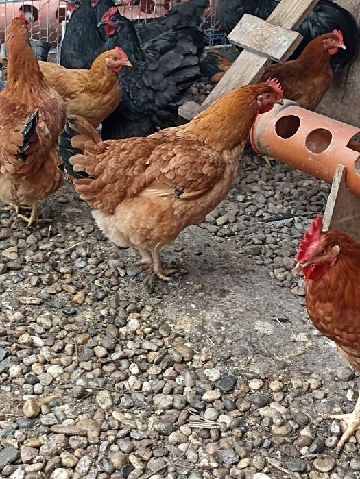 Vand gaini rasa mixta