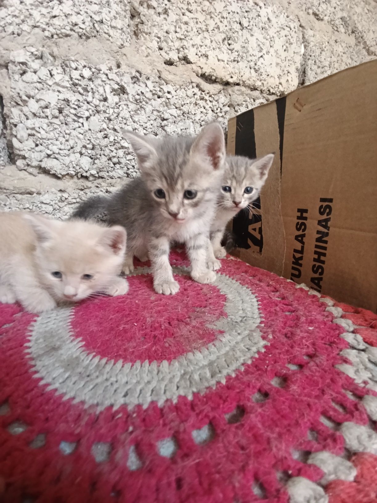 1 yarim oylik mushuk bolalar sotiladi
