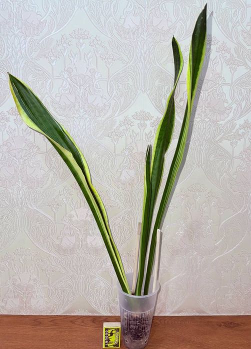 Сансевиерия, комнатные растения, комнатные цветы