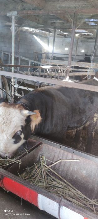 Бык, согым, мясо, бука