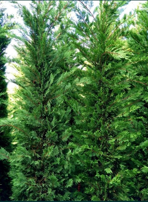 Tuia smaragd și leylandii la înălțimea de 2.5-4m