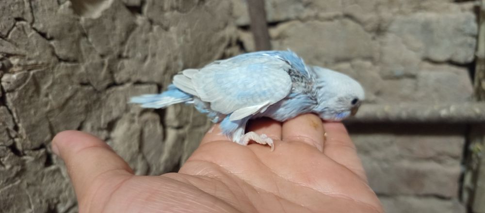 продам молодых птенцов попугаев для ручных