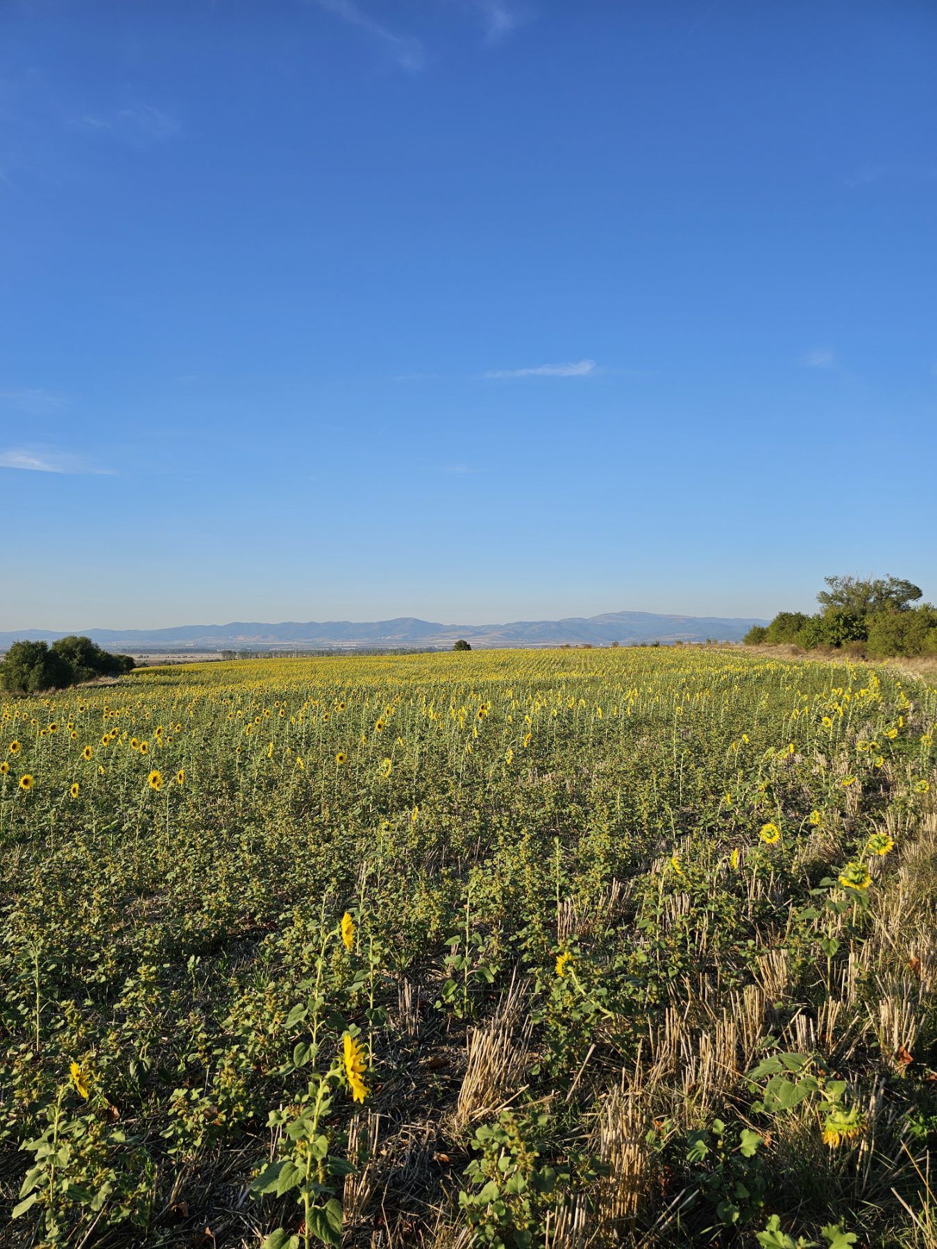 Парцел село Нови Хан, 8232 кв.м.