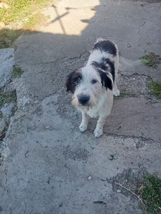 Donez câine ciobănesc