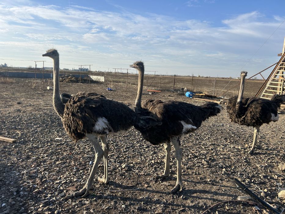 Vand sau schimb cu alte animale