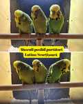Disponibili peruși standarzi tineret și pui